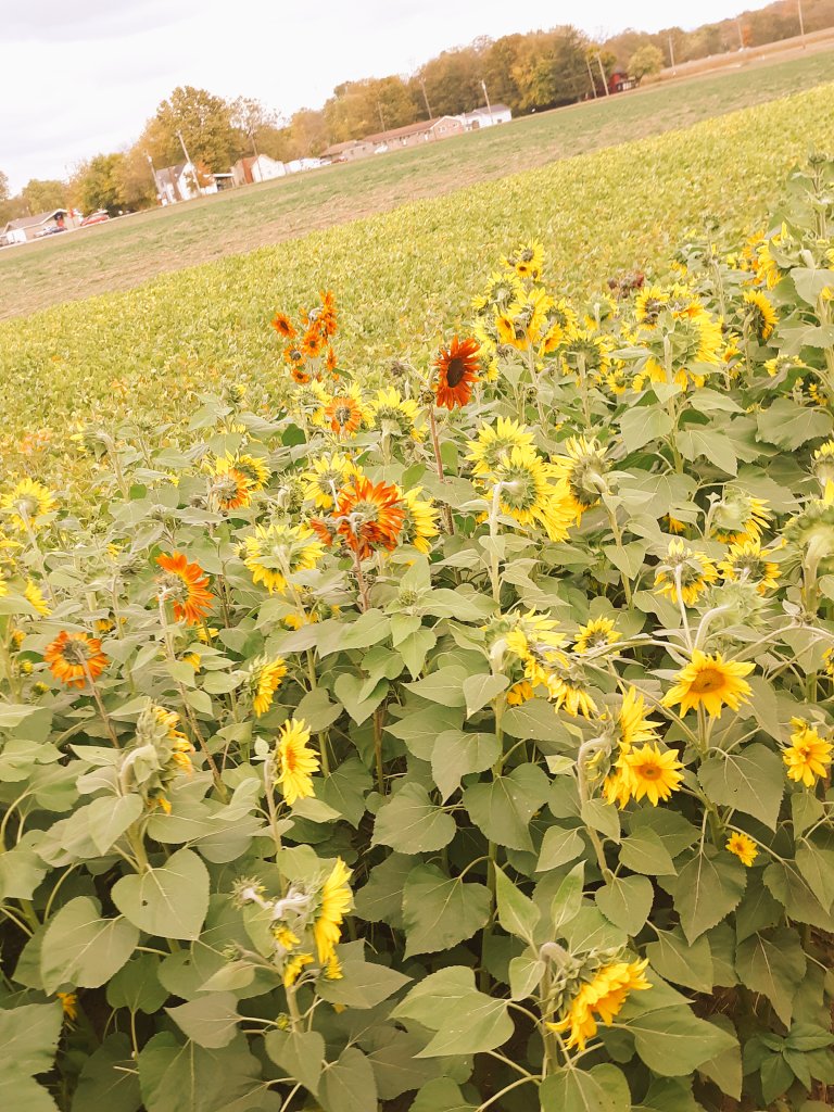4PPLEJUG0's tweet photo. spent the day looking and picking sunflowers, also got myself some pumpkins 💛🌻🧡🎃 https://t.co/qhhEG78atb