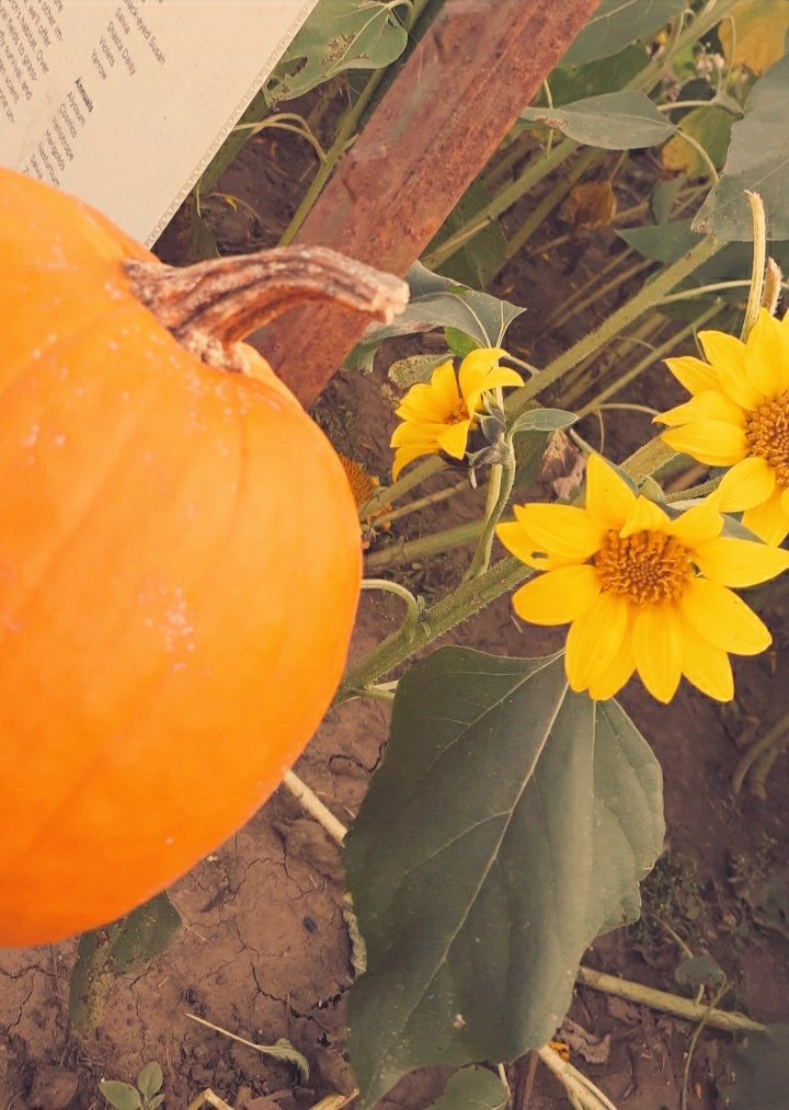 4PPLEJUG0's tweet photo. spent the day looking and picking sunflowers, also got myself some pumpkins 💛🌻🧡🎃 https://t.co/qhhEG78atb