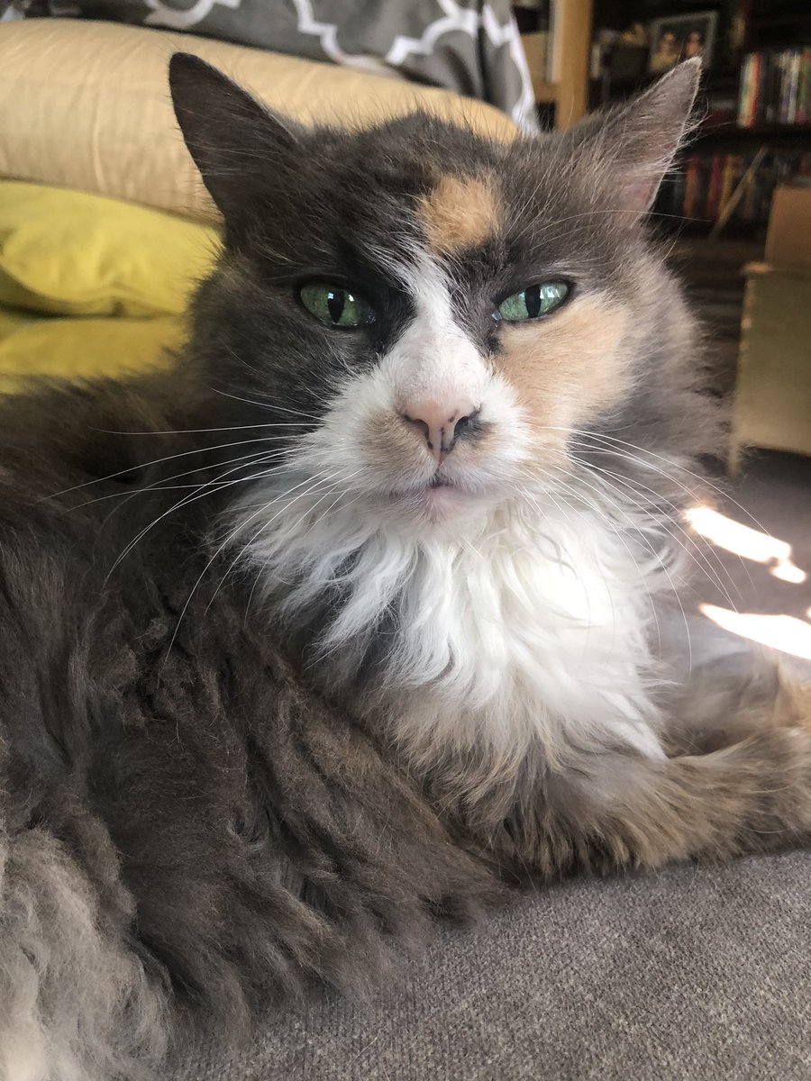 LuLu Locks tweet media