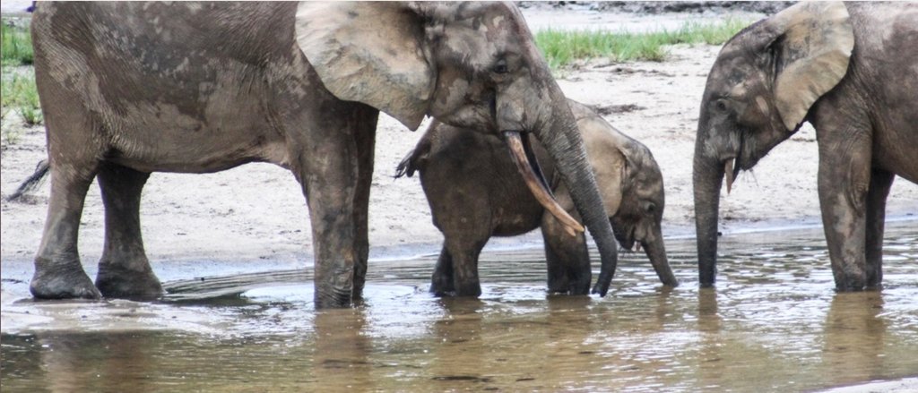 Could Congo lose it's "Eco-System Engineers" in our lifetime?