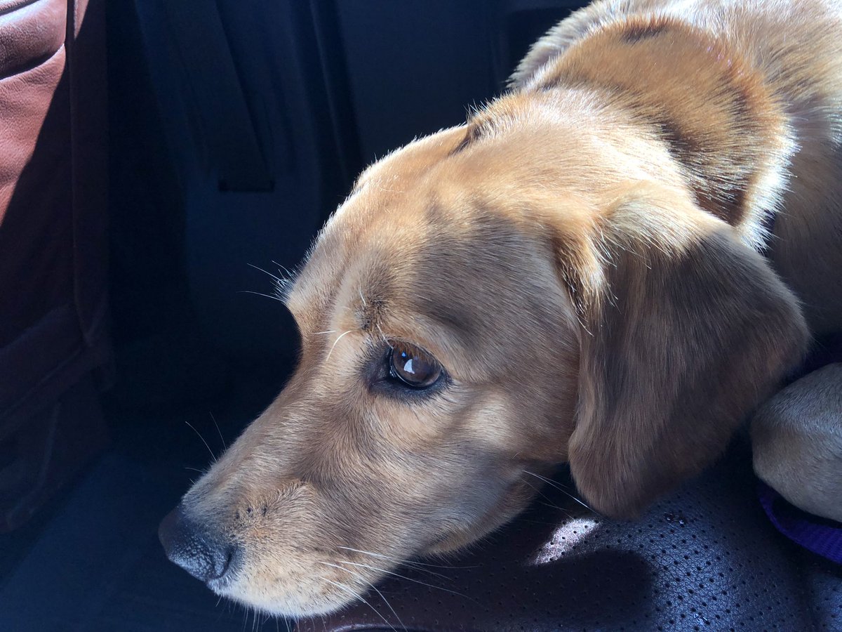 VanessaVans_'s tweet image. If anyone in the valley is looking to adopt a dog, I am fostering the most handsome, sweet, little guy!🥰 DM me if you’re interested in learning more about him! #pvasfoster #pvastx tell your friends!🐶