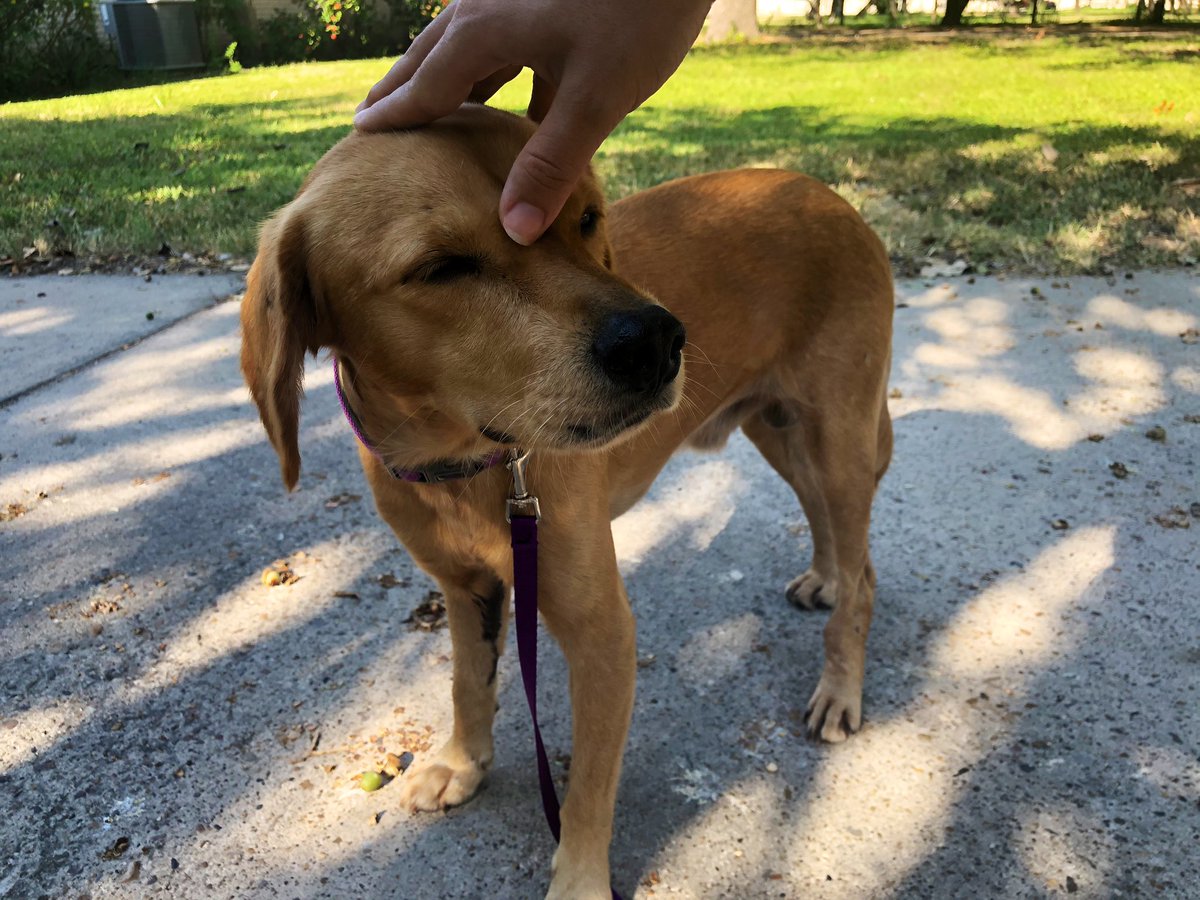 VanessaVans_'s tweet image. If anyone in the valley is looking to adopt a dog, I am fostering the most handsome, sweet, little guy!🥰 DM me if you’re interested in learning more about him! #pvasfoster #pvastx tell your friends!🐶