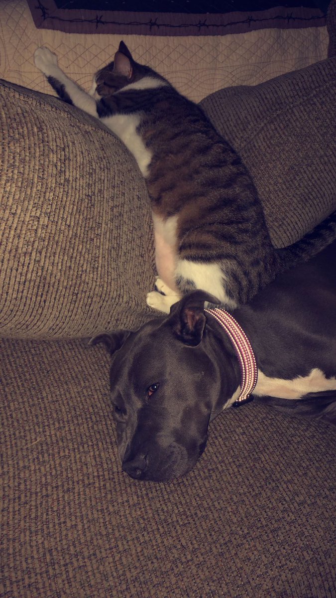 john_rowell61's tweet photo. @sodabomber18 @gothwyfe @nuttyrembao @jonnymfk1 @IIIDAN000 @itskrisbruh Mine just sleep. My cat is 14 and my pit is 4. I’ve raised all my pits around cats/kittens and they’ve all grown into gentle giants. Every other breed I’ve had(besides golden retrievers) never did well with cats around, even when raised w/ them. Weird how that works huh? https://t.co/8OKWIXErDY