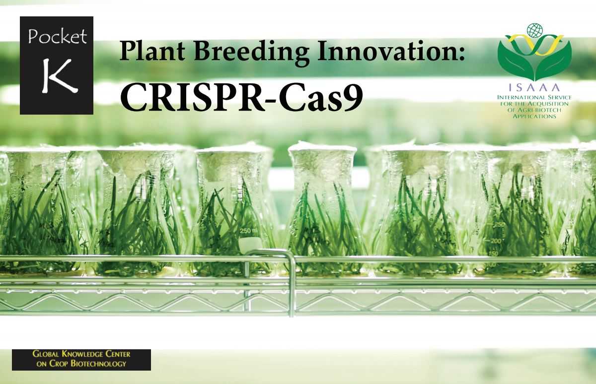 What is #CRISPR? How does it work? Learn more about this plant breeding innovation and its applications in our Pocket K 'Plant Breeding Innovation: CRISPR-Cas9.' Download a FREE copy here: bit.ly/PK54CRISPR