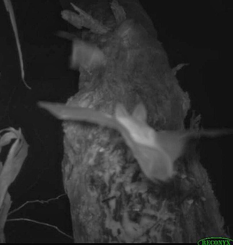 DJJosieStyles's tweet photo. Love going thru my camera trap images after fieldwork! 
Check out this Southern Long-eared Bat (Nyctophilus corbeni) buzzing a Common Dunnart! #MicrobatMonday #wildoz https://t.co/9V0OX1exEV