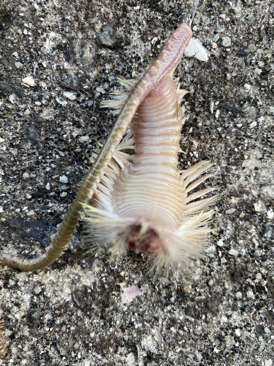 気持ち悪い生き物