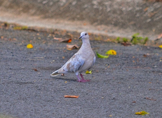 alan1945 tweet media