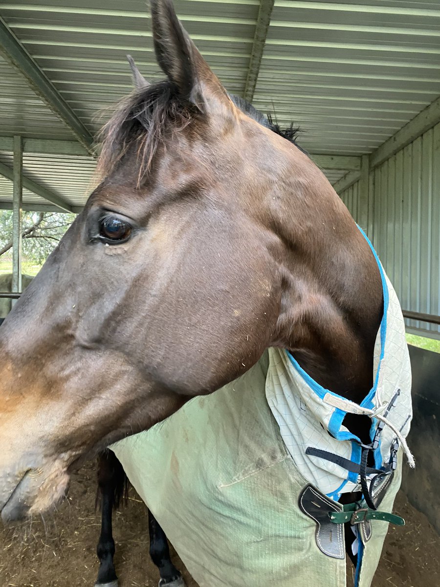 Dave_Symons1's tweet photo. Thank god a horse doesnโt know about the expectations on her.. fingers crossed the Wizard can work his magic and get her home this arvo #pikeyinthelast #imasweatymessalready https://t.co/WcYuqUxrFW