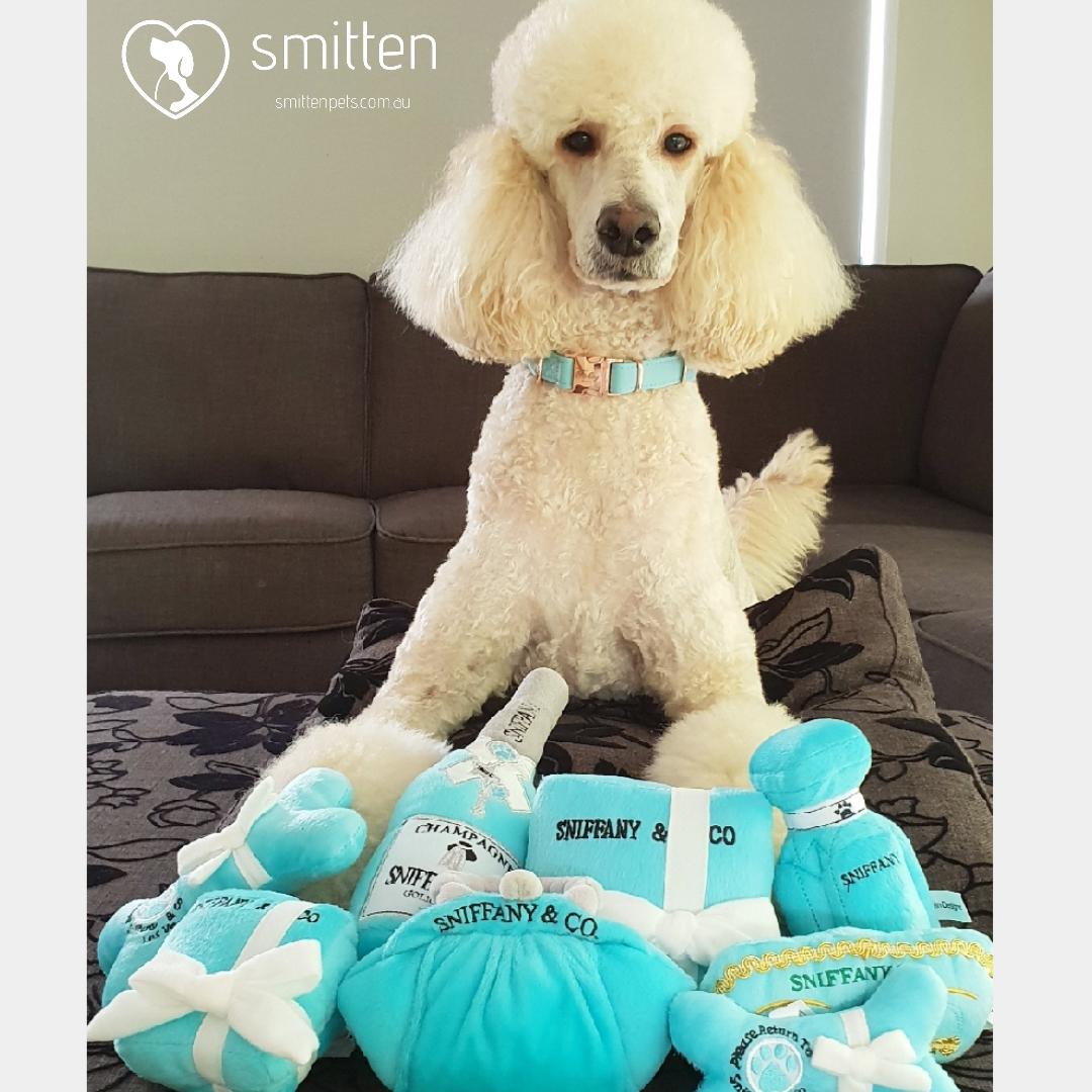 SmittenPets's tweet image. Portia is quite proud of her Sniffany &amp;amp; Co collection💕🐾

#sniffanyandco #dogdiggindesigns #fetchingware #squeakytoy #dogcollars #standardpoodle