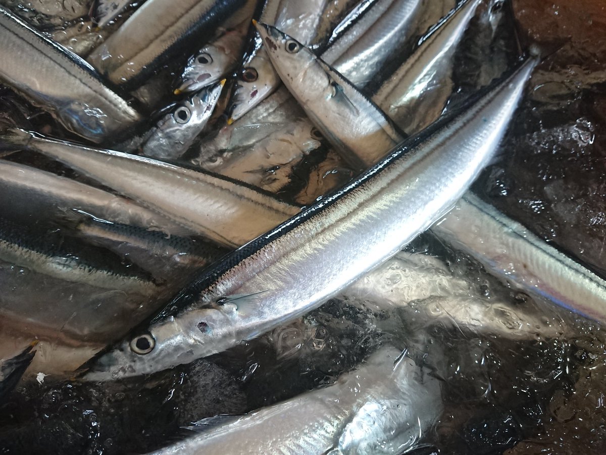 メカジキ ロキ 銚子 速報 千葉県銚子港秋刀魚水揚げ 今季初の水揚げです 秋刀魚 サンマ 銚子 銚子港