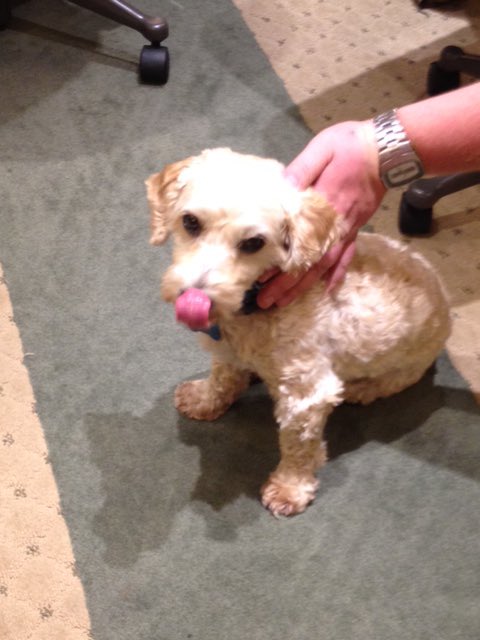 OhPoorWinnie's tweet photo. Atoka @VolkPackaging found this previously unpublished photo of Winnie. https://t.co/sUMxa0PRNW