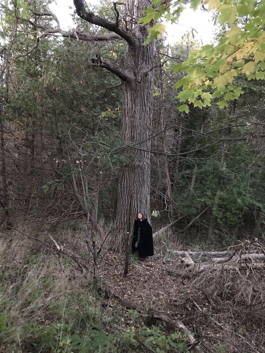 Found a good size burl oak today in Waterloo @RegionWaterloo @wrdsb #MonsterTreesWRDSB