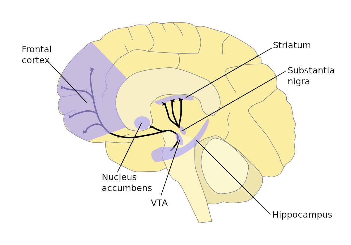 The primal brain's involvement with dopamine is problematic.The primal brain controls our deepest drives and essential urges.While the frontal cortex controls higher decision makingAnd is not where these deep drives originate.5/8