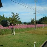 ツイートに含まれる画像