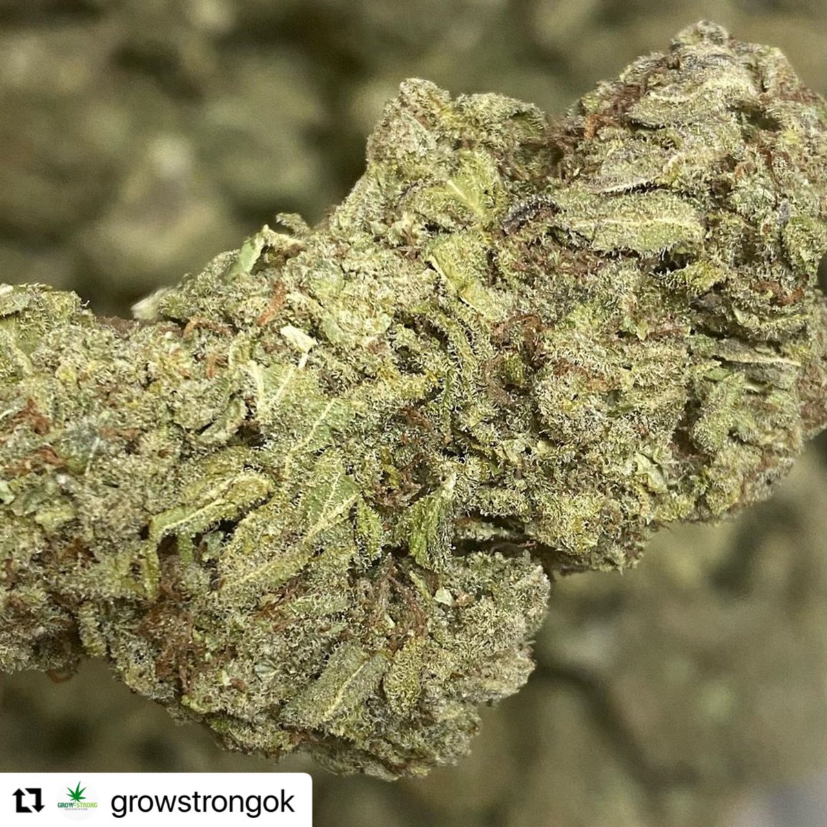 Cookie Dawg by Grow Strong! #growstrong #growstrongok #oklahomacannabis #okiegrown #okie420 #oklahoma420 #cannabiscommunity #ok420 #oklahomacannabisgrowers #cookies #cookiedawg #qualitycannabis #testedcannabis