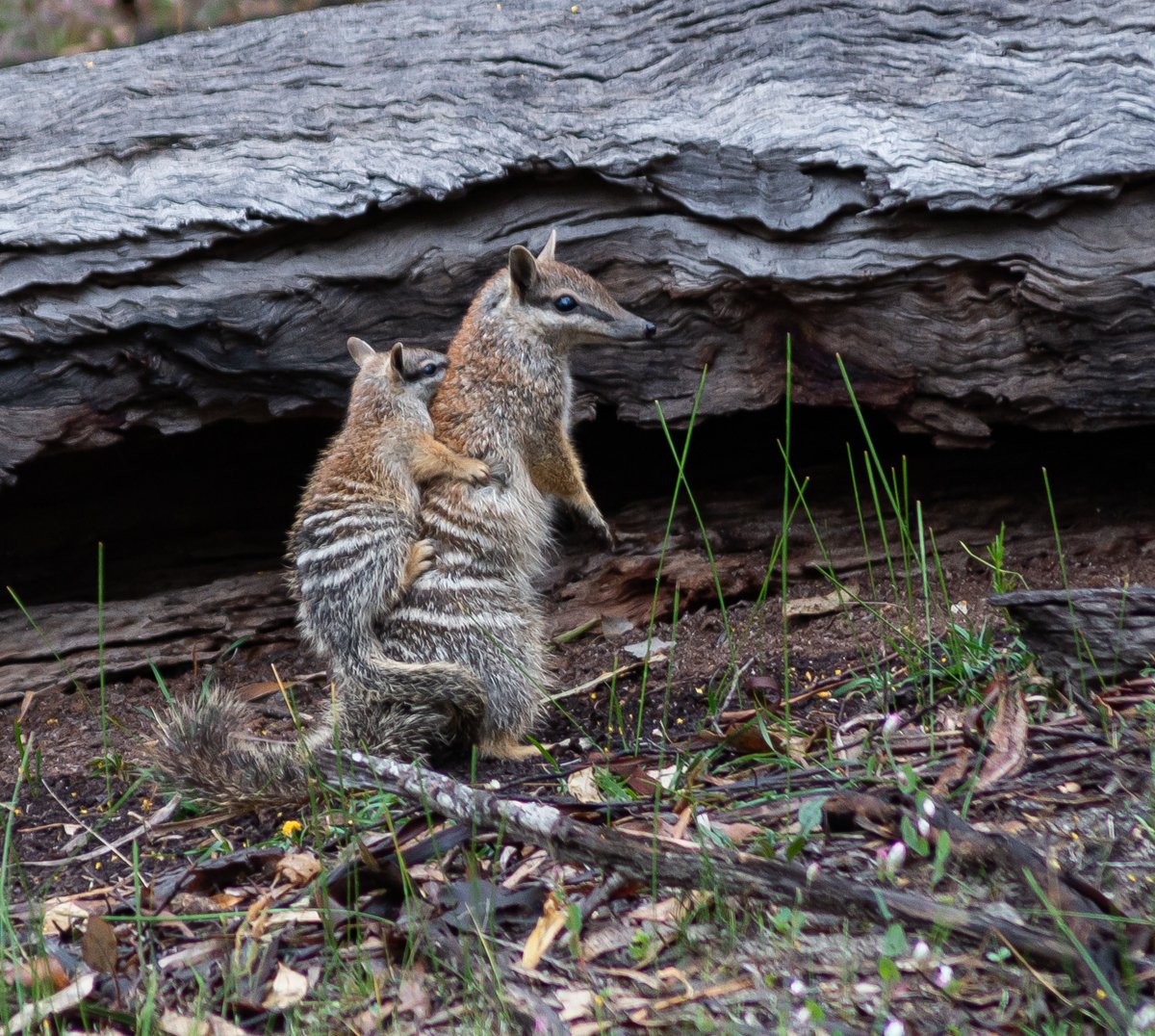 Best #numbat sighting yet; a baby on Mum's back! I need to give <a href="/WithersCompPhys/">Philip Withers</a> the camera more often. #WildOz #MammalWatching #fieldwork