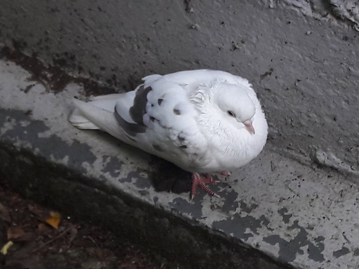 alan1945 tweet media