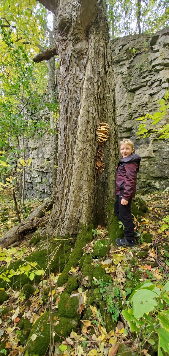 #MonsterTreesWRDSB 
More accurate measurements pending. 
Length of Tommy's arms hugged + mine hugged + one more arm.