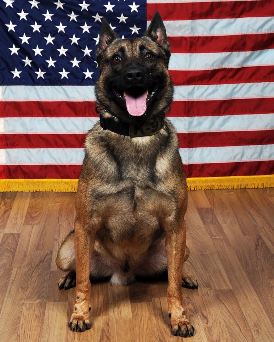 .<a href="/USArmy/">U.S. Army</a> MWDs Darko and Max, assigned to the USAG Italy 18th Military Police Detachment, pose for a portrait at Caserma Ederle in Vicenza, Italy. MWDs help protect U.S Soldiers by detecting drugs, deterring hostile actions, locating bombs and in keeping the public safe.