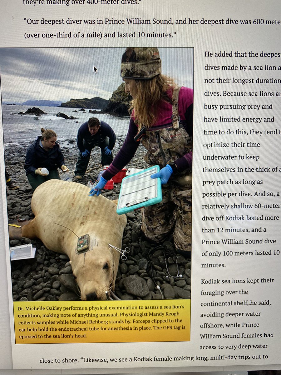 Hey check out the latest AK Fish& Game newsletter: adfg.alaska.gov/index.cfm?adfg…  So excited to have helped out with this pro team, all working together to learn about and ensure survival of Stellar #SeaLion in #Alaska. #yukonvet #vetmedlife #wildlife #conservation #planetorplastic