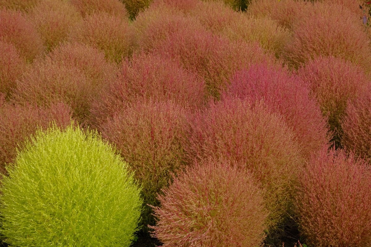 国営滝野すずらん丘陵公園オフィシャル おはようございます 今朝の気温は14 8度 小雨が降っています 赤くなってきた コキアが 増えてきました 出遅れているのも中にはありますが 中央口周辺は 色とりどりになってきています 滝野すずらん