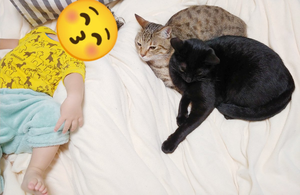 ついふぁん 仔猫を拾ったのでさんの人気ツイート ついふぁん 仔猫を拾ったのでさんの人気ツイート