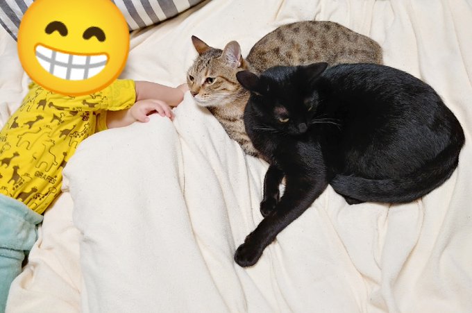 仔猫を拾ったので Yukifuri0biyori 年10月 Twilog