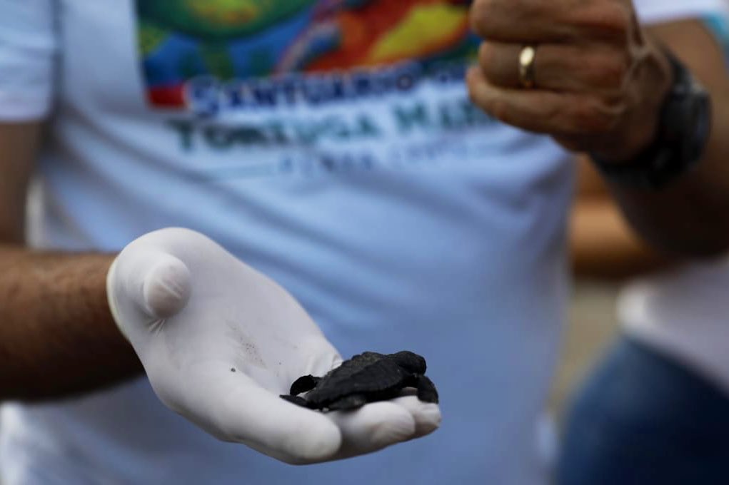 QuirinoOC's tweet photo. Vine a visitar el Santuario de la Tortuga Marina en Playa Ceuta.

Cuiden a la naturaleza, la educación es la única forma en la que podemos cambiar el futuro de nuestro Estado, eduquemos a nuestros niños con amor y respeto por la naturaleza y las vidas de todos los seres vivos. 😎 https://t.co/uLVjsaA7cn