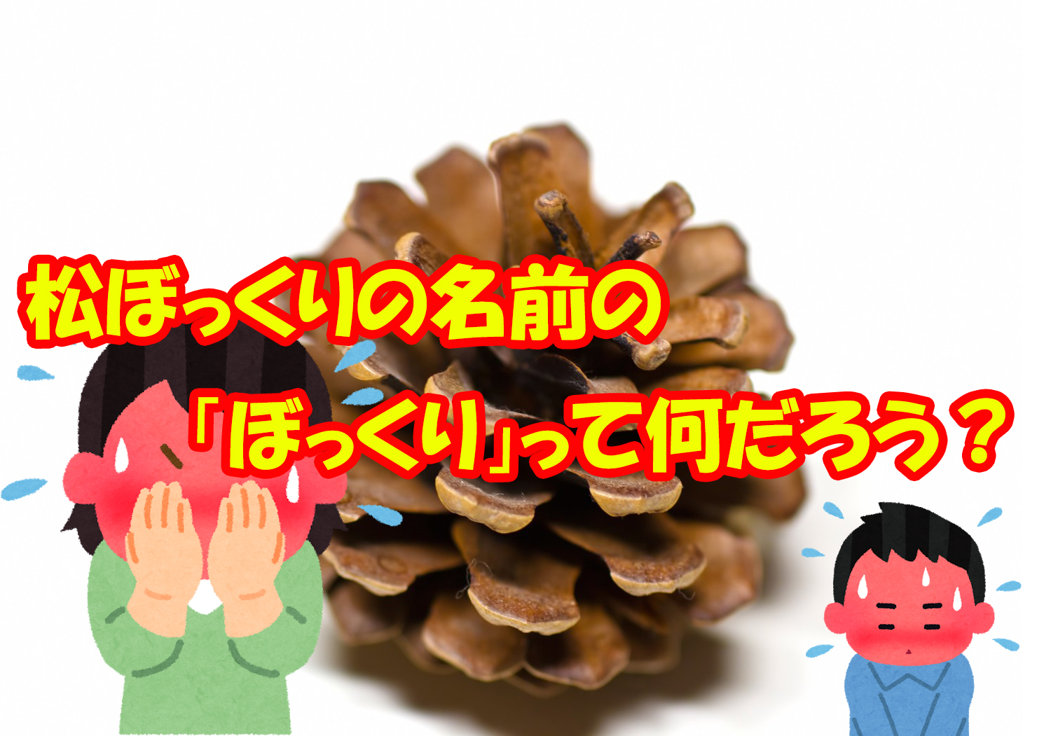 株式会社グリーンサービス 株式会社グリーンサービス 寝屋川市 豊中市 花 花屋 松ぼっくり 松ぼっくりの正式名称 は 松かさ といいます 松ぼっくりの名は もともとは北関東 江戸などで主に使われていた方言で 松ふぐり がなまった言葉です