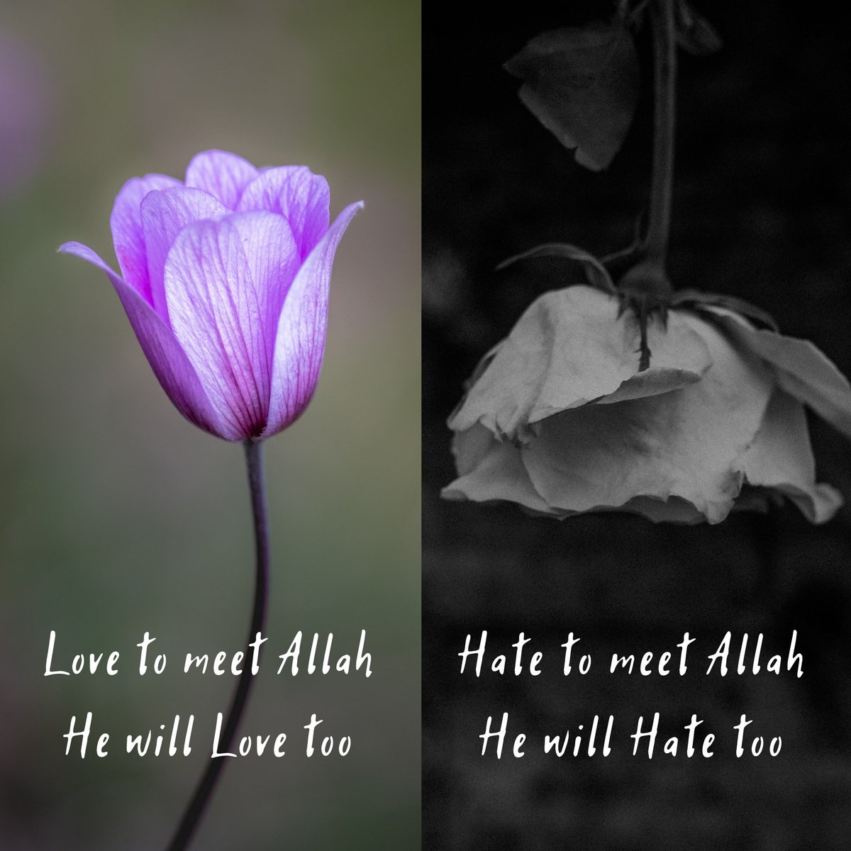 Tooba9282's tweet photo. #Selectyourself #Love #Hate https://t.co/38RKGnAsKx