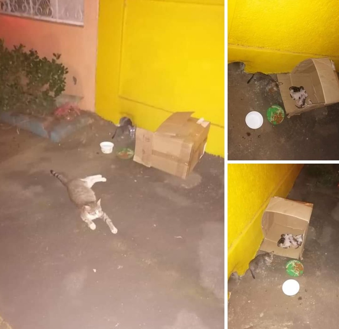 Ivan_Incer's tweet photo. AYUDA POR FAVOR, denle RT, need help en serio 🙏🏼 https://t.co/SxJpaaSPa9