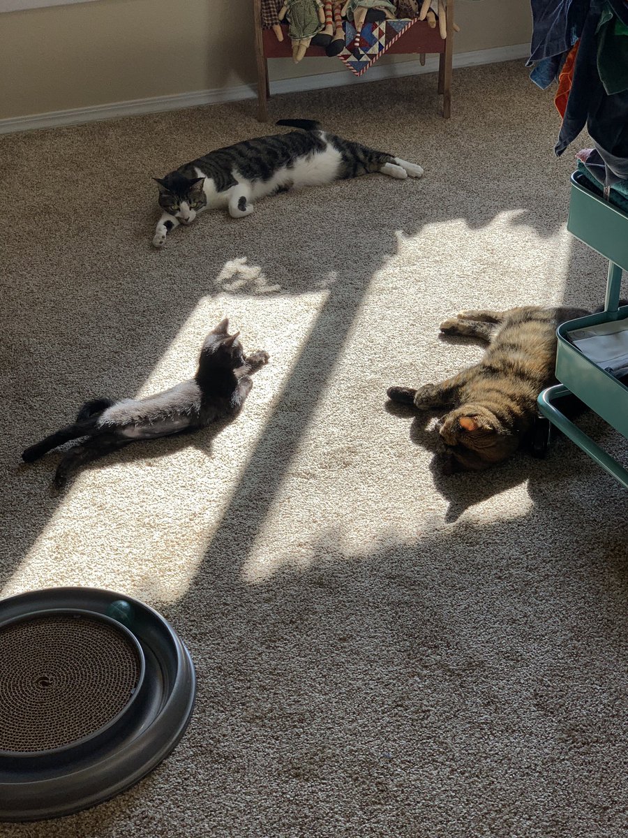 aspookykitten's tweet image. sun'shine circol