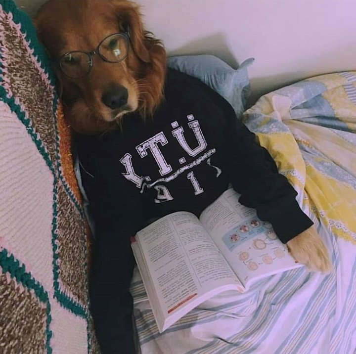 nocontextytu's tweet image. 9 dersine uyandım