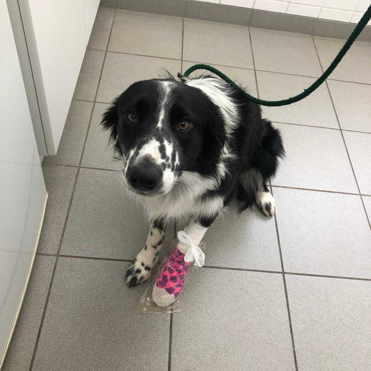 swaynevets's tweet photo. Poor diesel visited us the other day licking his paw... we found a pesky piece of wood hiding under his skin between his toes ouch!!! #bravepup #suprise #veterinary https://t.co/ICj0sDkdLo