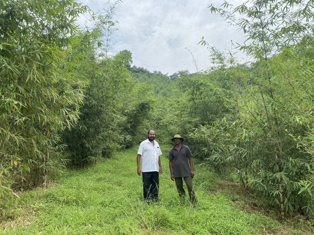 mithilesh_desai's tweet photo. ३००० बांबू लागवड
#BambooMan
Ex-Army Man घाग काका ✌️
Green Gold Farming
@dadajibhuse
@CMOMaharashtra https://t.co/5oQMn3x5GA