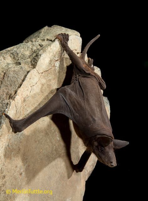 Bat Number Eleven is the hairless bat (Cheiromeles torquatus), aka 'the bat that looks most like those improbable reconstructions of extinct mammals by a paleontological artist, or possibly a rejected Muppet'.They also hide their wings in skin flap pouches while roosting!