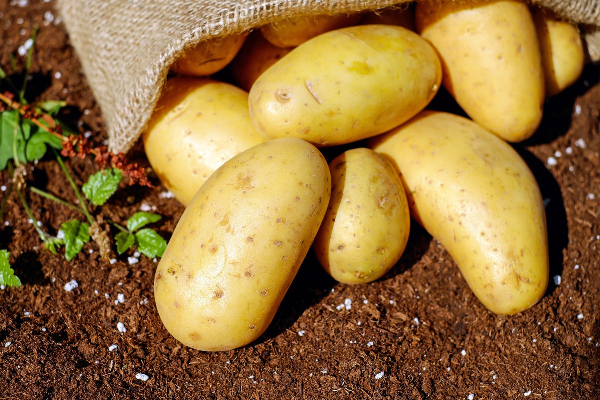 🥔The original super food. It's Potato week at Big Barn! Here's why: bigbarn.co.uk/2020/10/08/the…