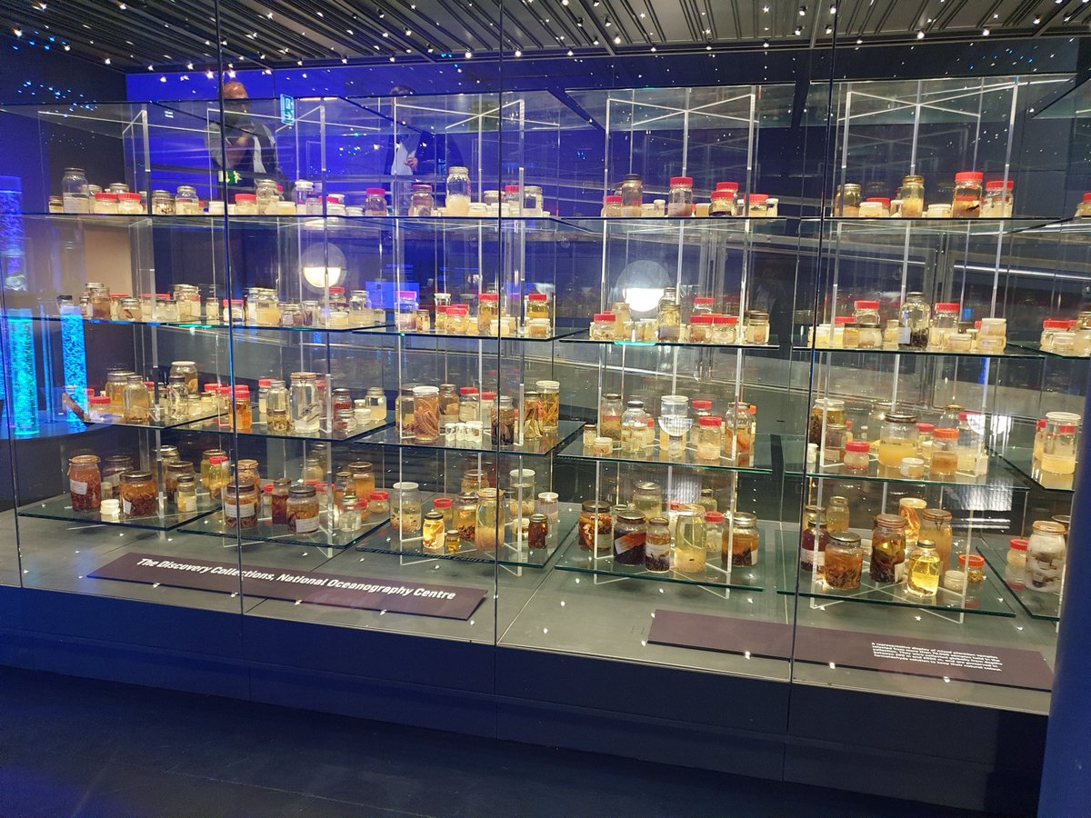 This section culminates with another exclusive: a spectacular display of deep-sea animals... yes, real specimens, including anglerfishes, a viperfish, fangtooth, vampire squid and more. A nearby display feature houses hundreds of additional deepsea specimens...