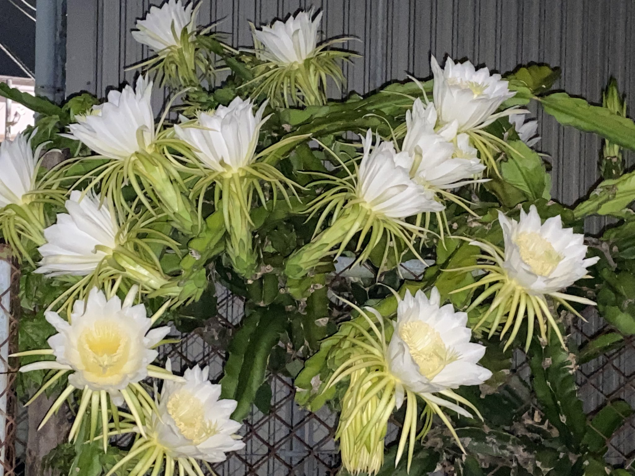 魔法使いサリー ご近所さんのドラゴンフルーツの花 凄い 沢山の花が咲いていた 昨夜 花言葉 燃える心 永遠の星 ドラゴンフルーツの花 花好き 今週も燃える心で頑張りましょう T Co Acumgojg9h Twitter