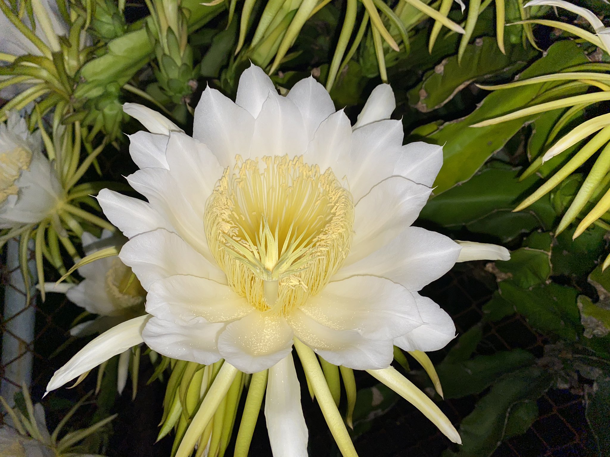 魔法使いサリー ご近所さんのドラゴンフルーツの花 凄い 沢山の花が咲いていた 昨夜 花言葉 燃える心 永遠の星 ドラゴンフルーツの花 花好き 今週も燃える心で頑張りましょう T Co Acumgojg9h Twitter