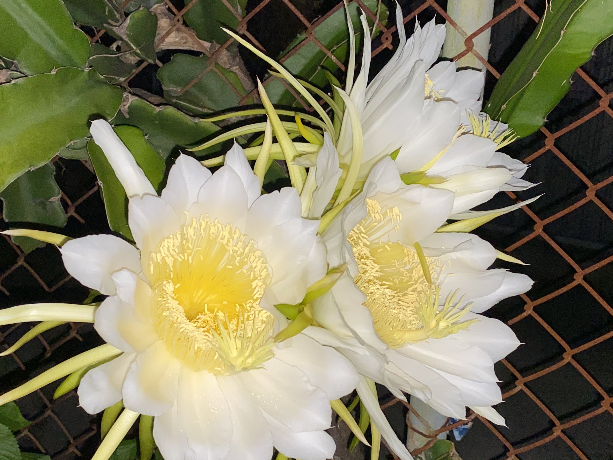 魔法使いサリー ご近所さんのドラゴンフルーツの花 凄い 沢山の花が咲いていた 昨夜 花言葉 燃える心 永遠の星 ドラゴンフルーツの花 花好き 今週も燃える心で頑張りましょう T Co Acumgojg9h Twitter