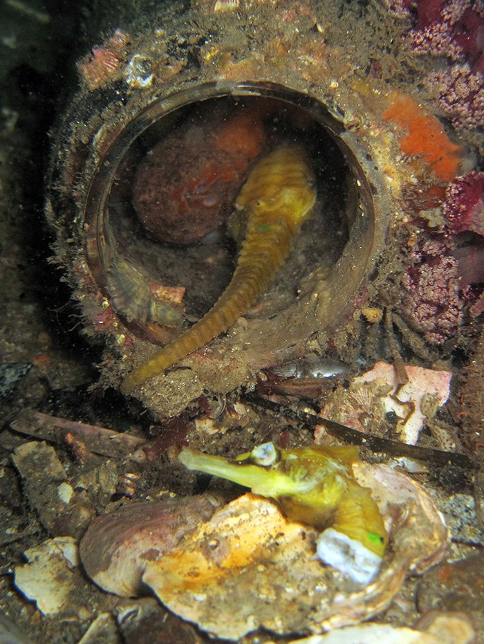 For those that have you have fallen in love with #Octopus  after watching #octopusteacher; this is a friendly reminder that they're evil little turds that eat seahorses.  That is all.