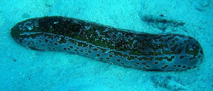 EMTVOnline's tweet photo. Sea Cucumber related Deaths https://t.co/FH9ArFG1uz
#SeaCucumber #ManusPolice #Deaths https://t.co/oF3hy66r6j