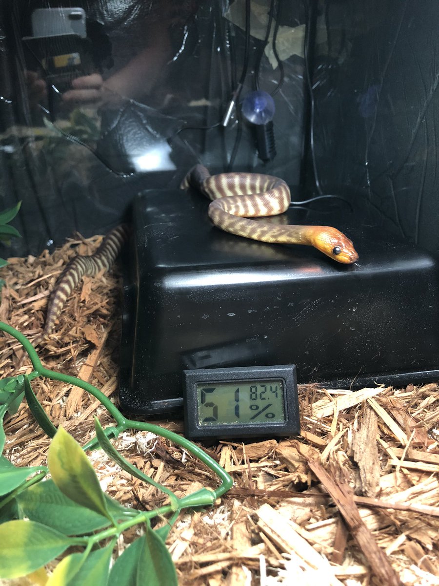 Xarallei's tweet image. Little Tora's two month anniversary of his arrival! #womapython