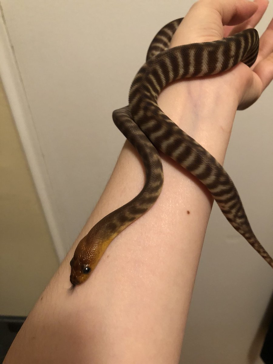 Xarallei's tweet image. Little Tora's two month anniversary of his arrival! #womapython