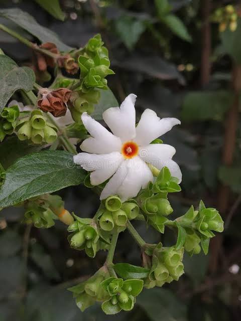They still can’t bear the intense heat of sun. At the first stroke of dawn, with the sight of rays, they shed from the tree. This is the only flower that can be offered to Bhagwan after picking from the ground. The ground around a Parijat tree is kept clean to pick flowers.