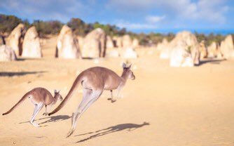 - if u head north you can go to the pinnacles and go sand boarding in the sand dunes  and check out the all the kangaroos