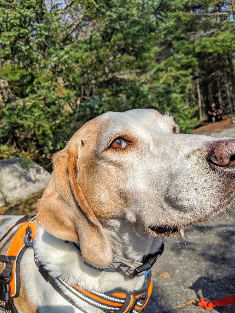 onepancakeonly's tweet photo. I told Canoe "no politics on vacation" but he thought this impression of Mike Pence would land. #PenceFly https://t.co/VOtTVVVLlp