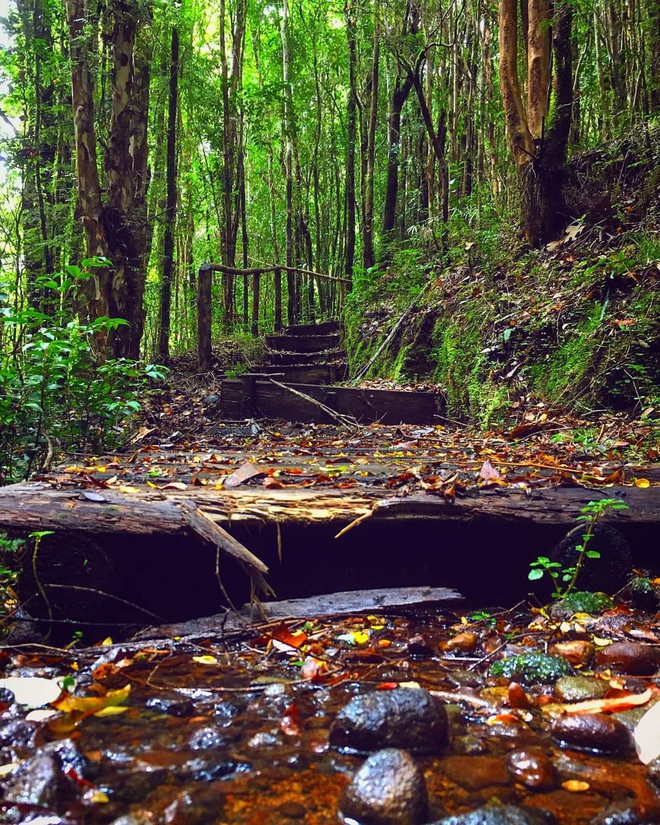 repuleufu's tweet photo. Las mañanas soleadas realzan la intensidad de colores del bosque nativo 🌳 https://t.co/YuojB9m6N0