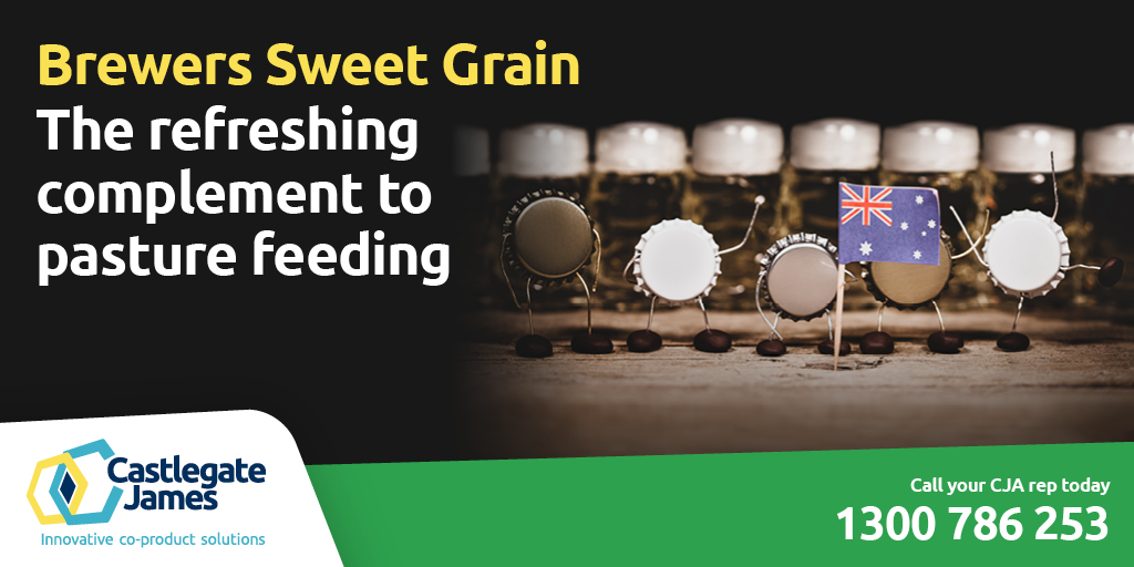 COMPLIMENT YOUR PASTURE FEEDING. Read why it’s important compliment your livestock pasture feeding with a protein rich ration like Brewers Sweet Grain castlegatejames.com.au/news/why-feed-… Place a BSG order today: 1300 786 253 #Beef #Dairy #Protein #SupplementaryFeeding